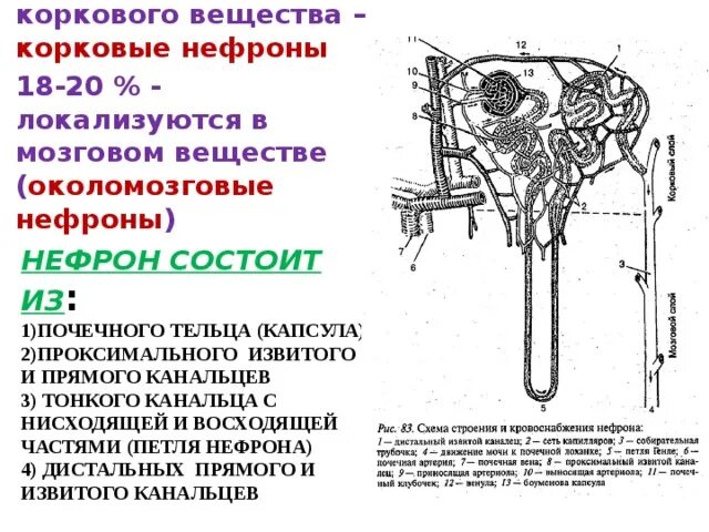 Трубчатые канальцы являющиеся слепыми выростами кишечника