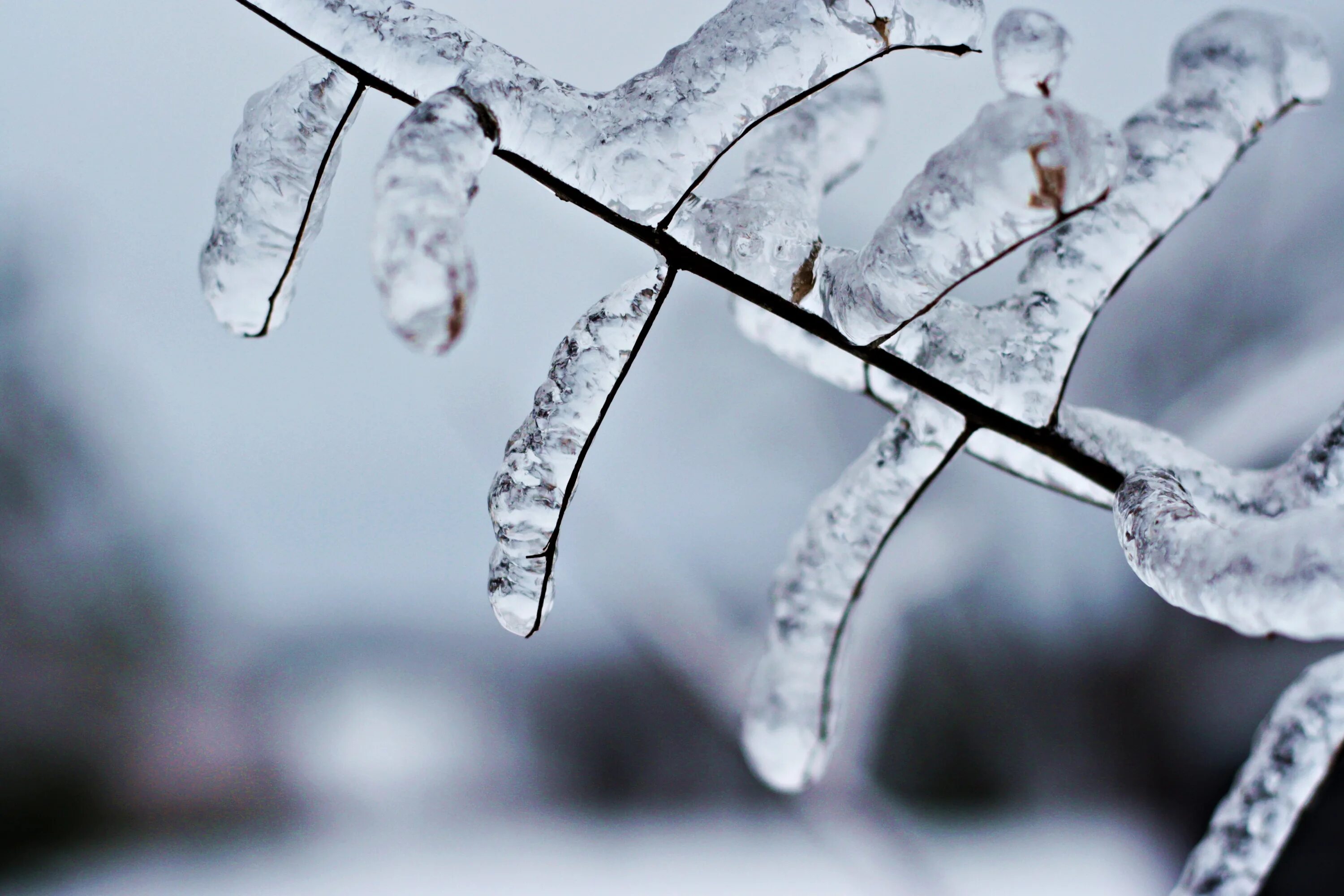 Ice rain. Деревья во льду. Ледяное дерево. Дождь лед снег. Ice Tree White.