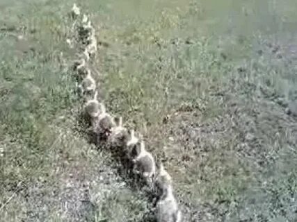 Мы вытянулись гуськом