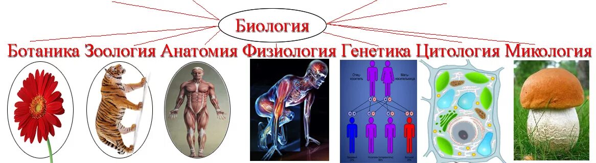 Какая биологическая наука изучает человека. Биология Зоология ботаника. Роль биологии в анатомии. Биология анатомия Зоология. Общая биология ботаника Зоология анатомия экология.