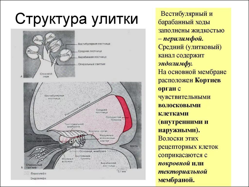 Слуховой анализатор физиология улитка. Вестибулярная система строение. Вестибулярный анализатор физиология. Вестибулярная и основная мембрана.