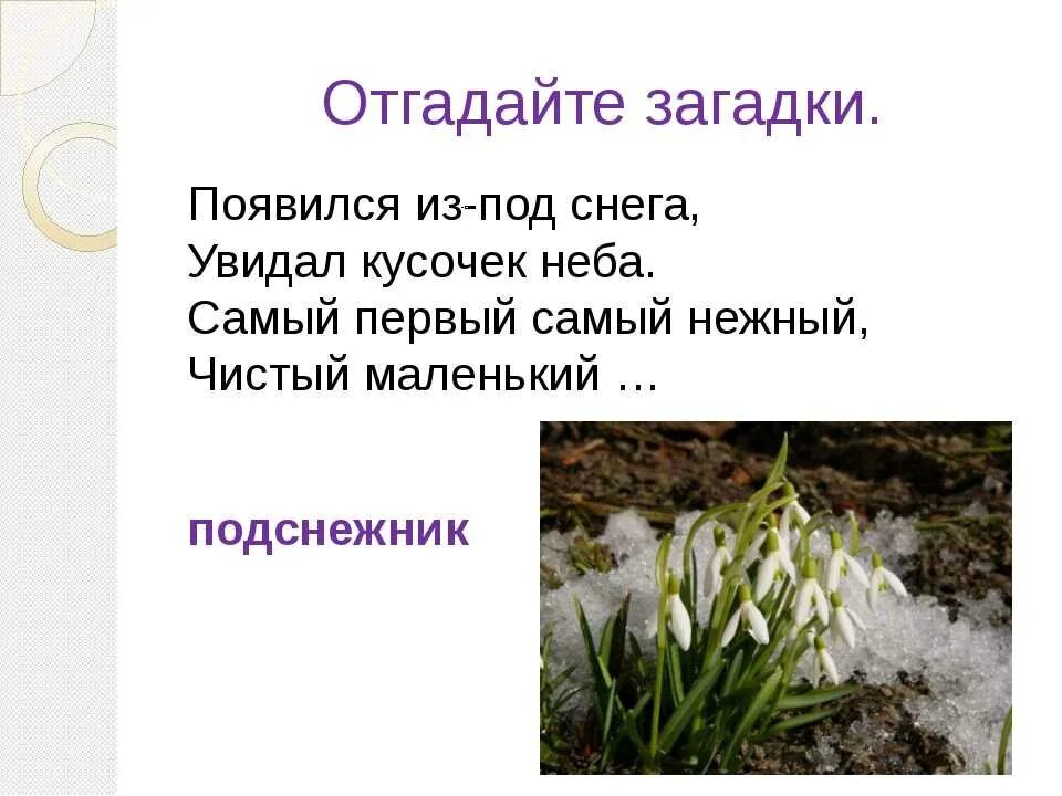 Загадка про подснежник для детей. Загадка про Подснежник. Загадки по Подснежник. Стихотворение про Подснежник для детей.