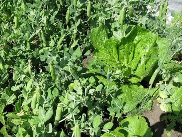 Можно ли сажать горох с картошкой
