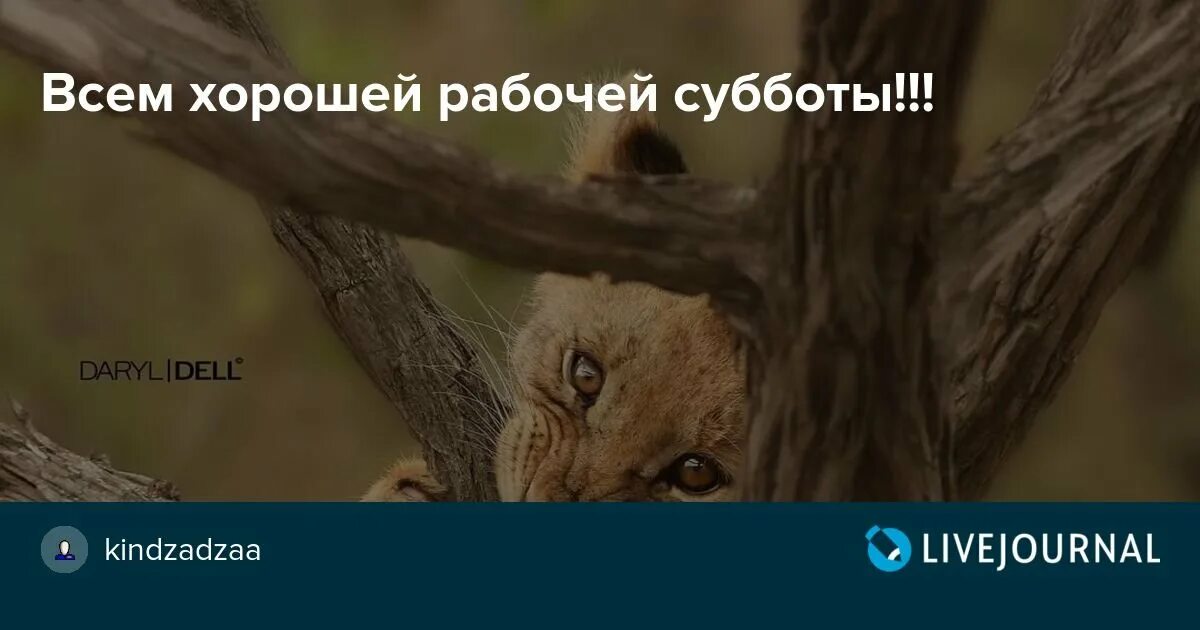 Рабочая суббота картинки смешные. Рабочая суббота приколы в картинках. Суббота приколы. Рабочая суббота картинки прикольные. Шутки про рабочую субботу.