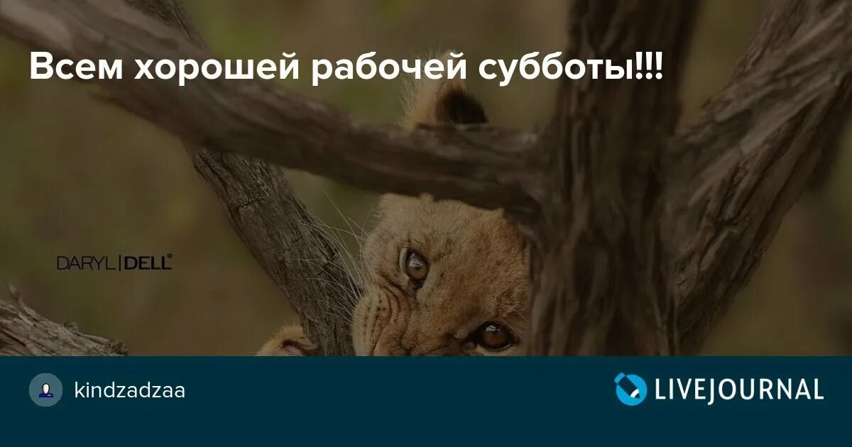 Рабочая суббота. Рабочее утро субботы. Рабочая суббота картинки. Рабочая суббота гиф. Пятница рабочая суббота