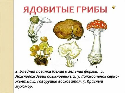 2 царство грибы