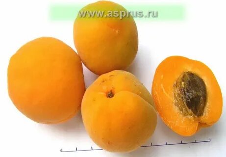 Абрикос сорт северный