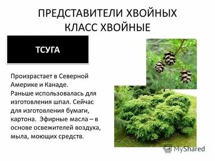 Большинство видов хвойных это