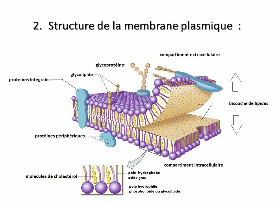Membrane перевод. Membrane. structure. липосомы и мицеллы. linchea structure.