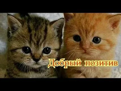 Кошки позитивные доброе