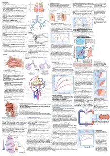 Cheatsheet - Respiration and Gastrointestinal - Lung Anatomy Major.