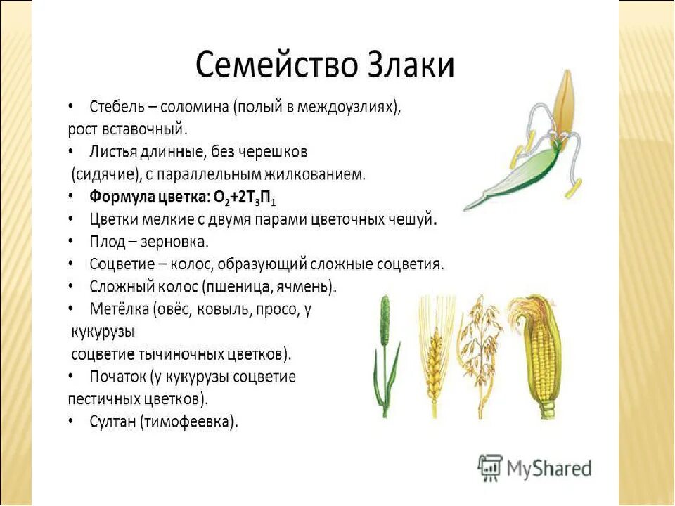 Спаржа однодольное или двудольное растение. Характеристика семейства злаковых Мятликов. Семейство злаки Мятликовые плод. Семейство злаки Мятликовые таблица. Характеристика однодольных семейства злаковые.