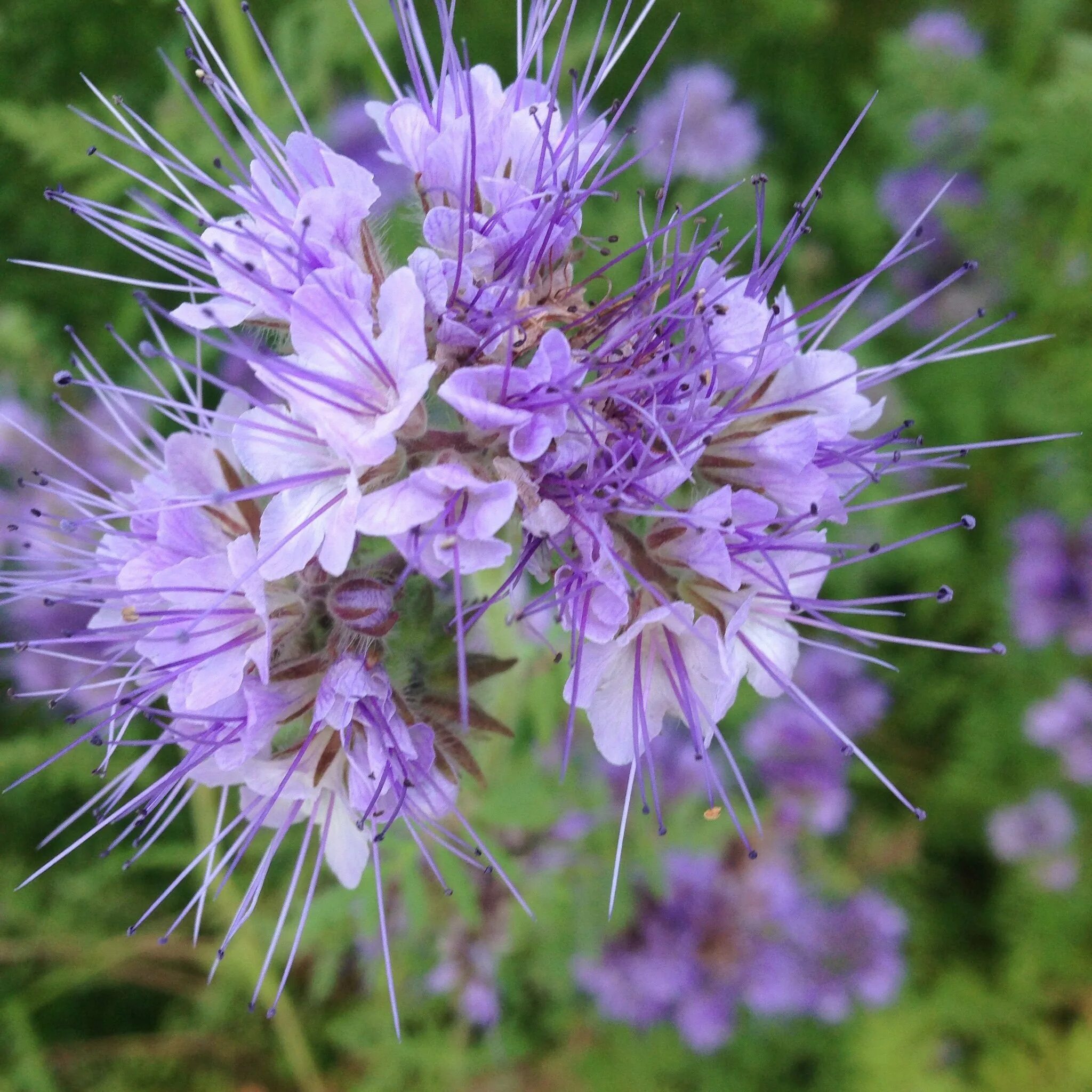 Фацелия фото цветов. Цветок медонос фацелия. Фацелия пижмолистная Phacelia tanacetifolia. Фацелия пижмолистная сидерат. Сидерат медонос фацелия.