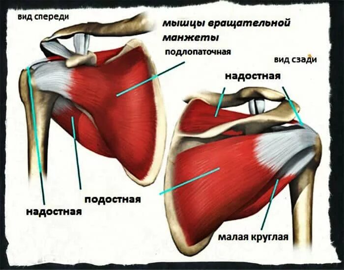 Полный разрыв надостной мышцы. Надостная подостная и малая круглая мышцы. надостная плечевая сухожилия. сухожилия надостной мышцы плечевого. сухожилия подостной мышцы плечевого сустава.