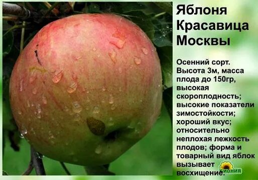 Яблоня сорт красавица. Яблоня&quot;московский красавец&quot;. сорт красавица москвы яблоня. яблоня московская красавица. московская красавица яблоня описание.
