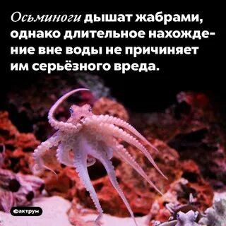 Осьминог интересное