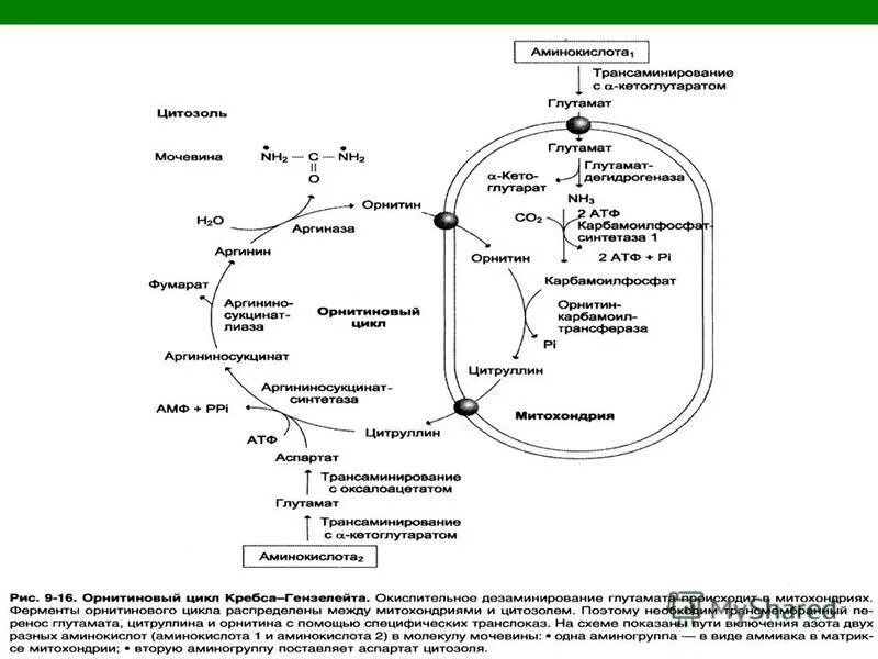 хрс медицинская лаборатория. глутамин синтез аминокислоты. биохимия смоленск. биохимия смоленск. проведение испытаний в лаборатории.