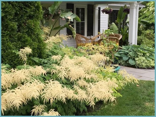 Bergknöterich 'Johanniswolke' Aconogonon speciosum 'Johanniswolke' Дизайн сада