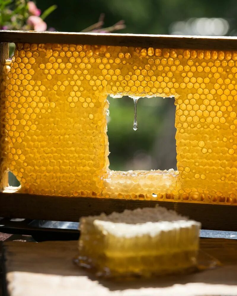 Мед. Сотовый мед. Соты пчелиные. Медовые соты.