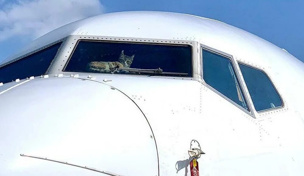 Самолет с закрывающийся кабиной. Авиа кот. Кот в самолете. ZK-Cat самолет. Чем забывают самолеты