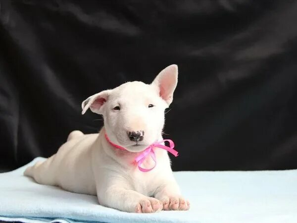12 Reasons Why Bull Terriers Are The Most Dangerous Pets. The Last One Is Horrib