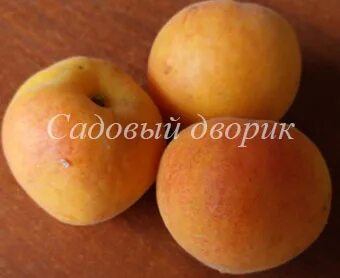Абрикосы черенками
