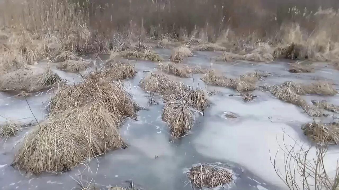 Зимнее болото. Куянтавские болота. Зимнее болото. Болота замерзли. Озеро с камышами.