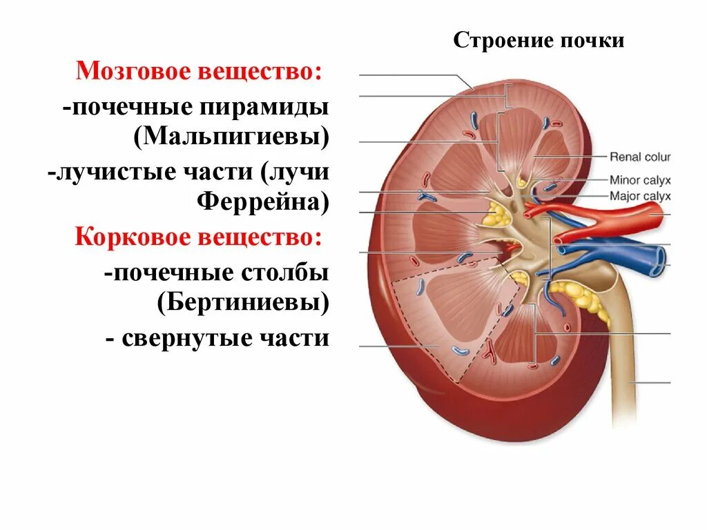 Почках и в головном мозге. Строение мозгового вещества почки анатомия. Строение коркового и мозгового вещества почки анатомия. Корковое и мозговое вещество почки. Строение почки мозговые лучи.