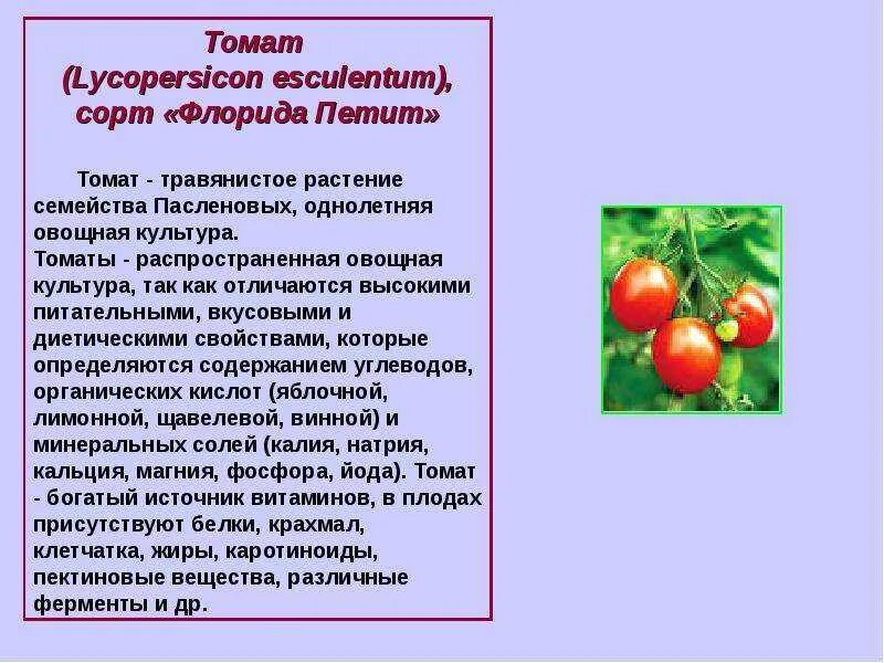 Томат или помидор однолетнее или многолетнее травянистое