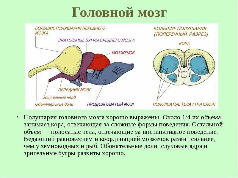 Мозг у рептилий функции. Головной мозг пресмыкающихся. Средний мозг у пресмыкающихся. Большие полушария переднего мозга у пресмыкающихся. Мозг рептилии.