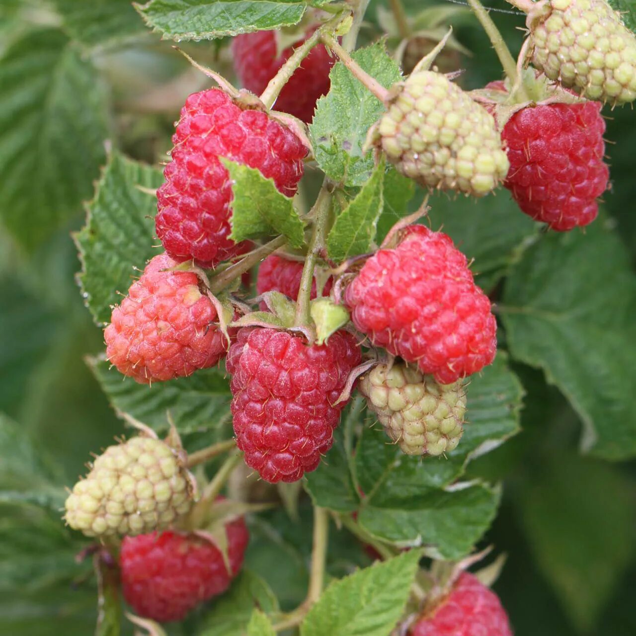 Малина ремонтантная изобильная. Малина ремонтантная сорта отзывы. Малина ремонтантная атлант. Малина ремонтантная карамелька. Малина сорт похвалинка.