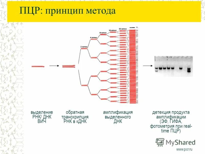 Метод амплификации нуклеиновых кислот