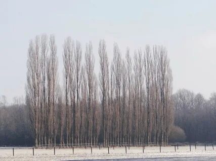 Тополь зимой