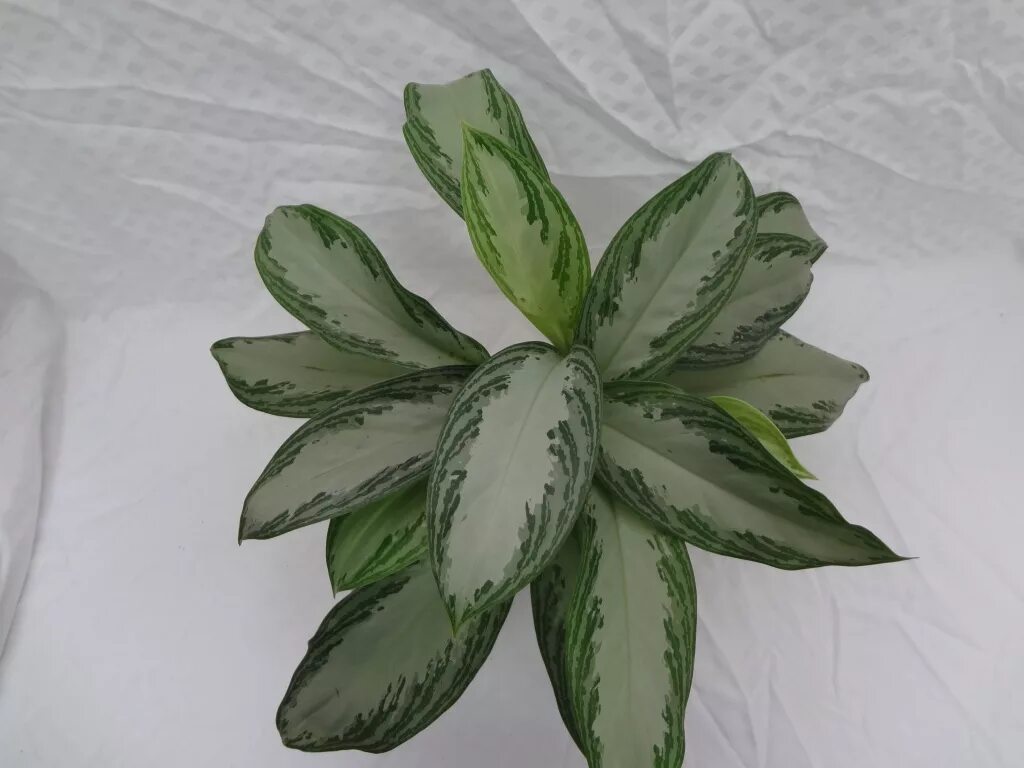 аглаонема авито воронеж