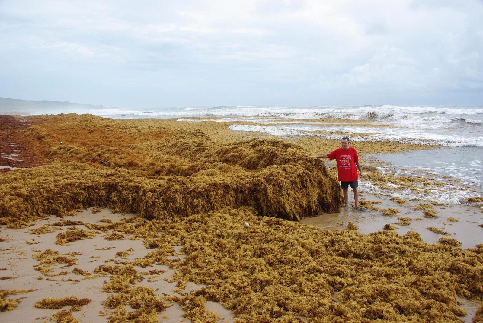 Водоросли запутались в. Саргассово море водоросли саргассум. Саргассово море бурые водоросли. Саргассы в Саргассовом море. Мексика саргасские водоросли.