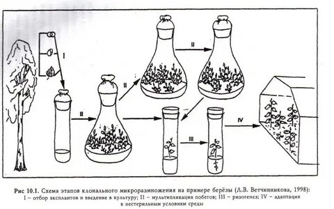 Метод клеточных культур последовательность
