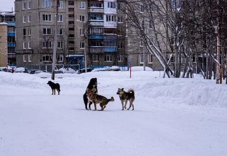 Собаки мурманск