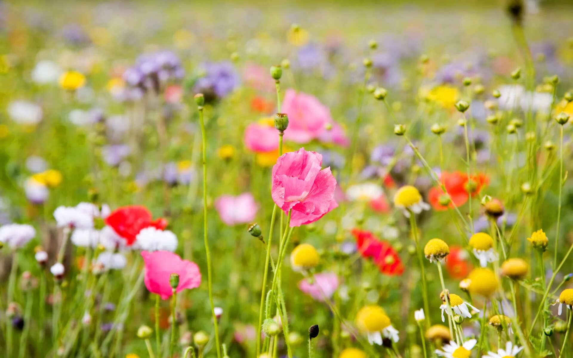 It s beautiful flower. Поле цветов. Полевые цветы. Луговые цветы. Яркие полевые цветы.