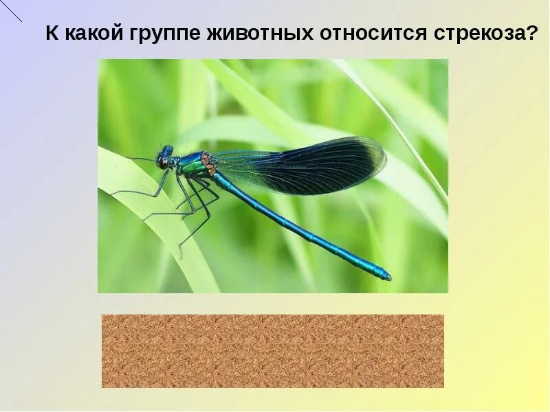 Стрекоза класс животных. Стрекоза к какой группе животных относится. к какому классу относятся стрекозы. к какой группе относится насикомы. какое насекомое какое животное относится к группе насекомых.