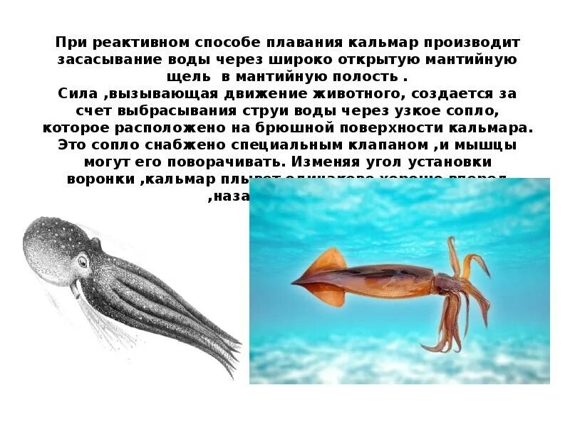 Реактивное движение в природе 9 класс. Реактивное движение в природе сообщение. реактивное движение в природе и технике презентация. реактивное движение в природе и технике сообщение. реактивное движение в природе заключение.