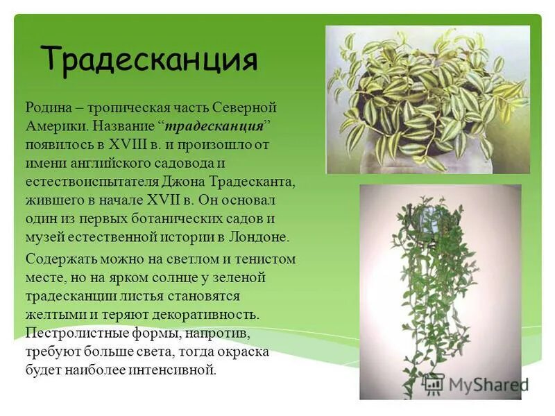 Размножение традесканция комнатная. Традесканция Орхидейная. Родина традесканции комнатного. Родина традесканции комнатного растения. Традесканция хамелеон.