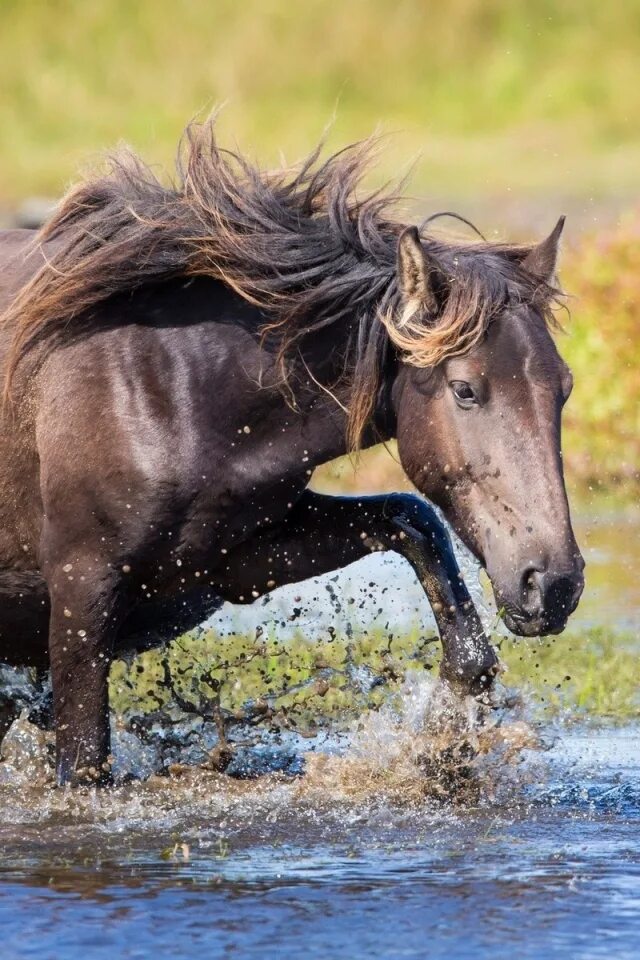 Водяная лошадь это. Лошадь. Водный конь. Лошади в воде. Лошадка картинка.