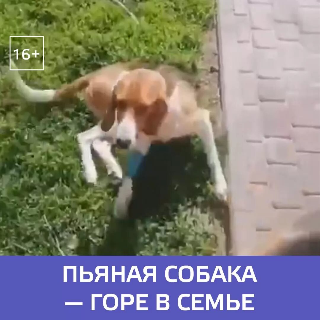 Собака пытается откашляться но не получается. Собака бухает. пьющая собака горе в семье.