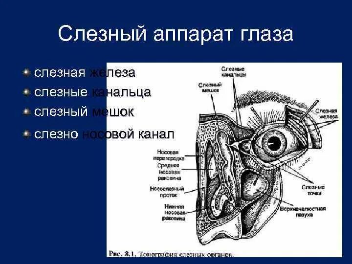 Слезные канальцы анатомия. Глазодвигательные мышцы слезный аппарат. Слезный аппарат анатомия. Схема слезного аппарата глаза.