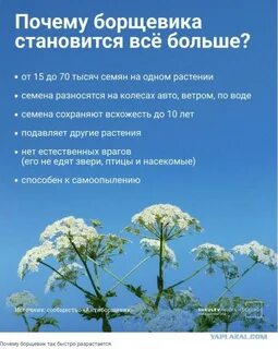 Почему борщевик назвали борщевиком