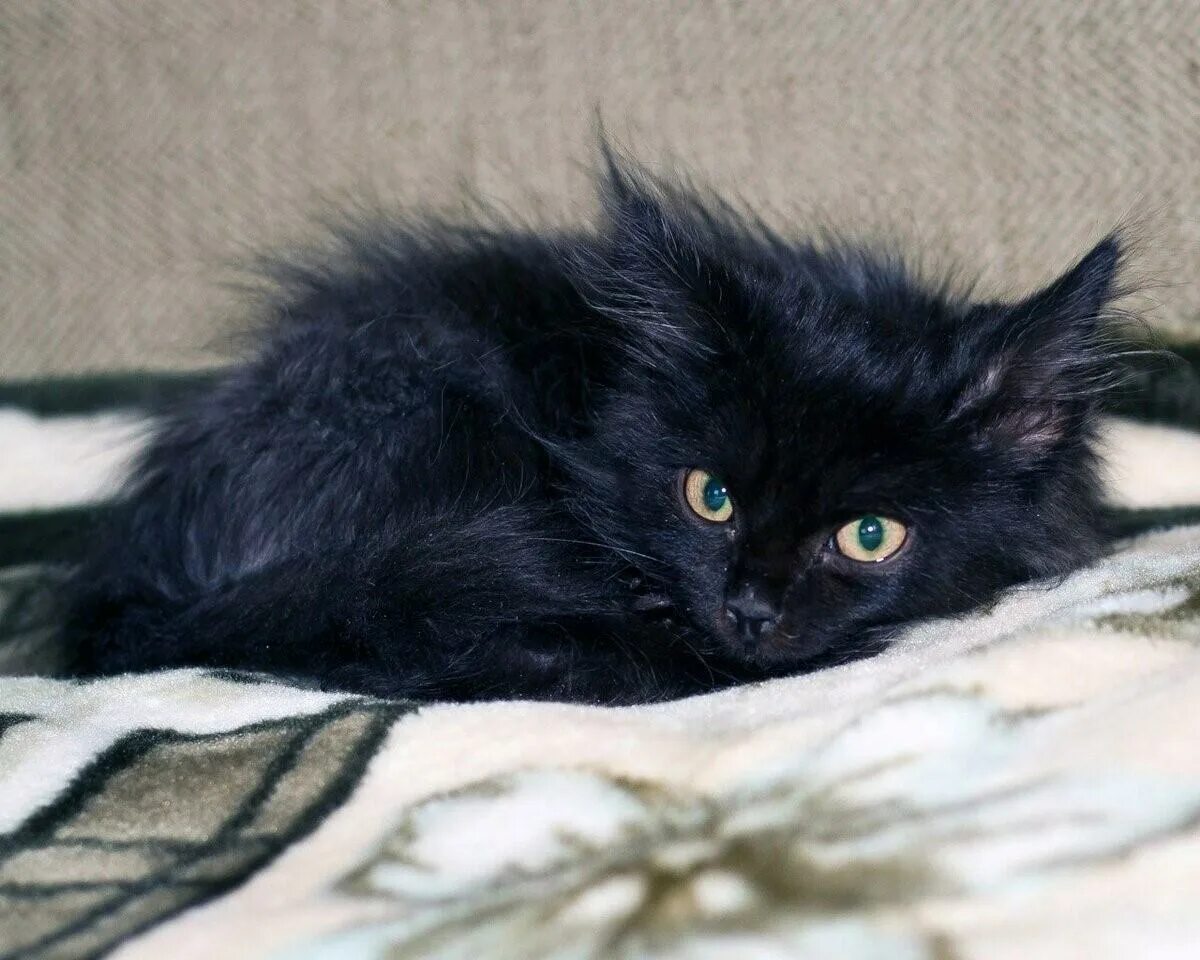 Сибирская длинношерстная черная. Сибирская длинношерстная кошка черная. Черный Сибирский котенок. Сибирско ангорский кот черный. Черные котята в добрые