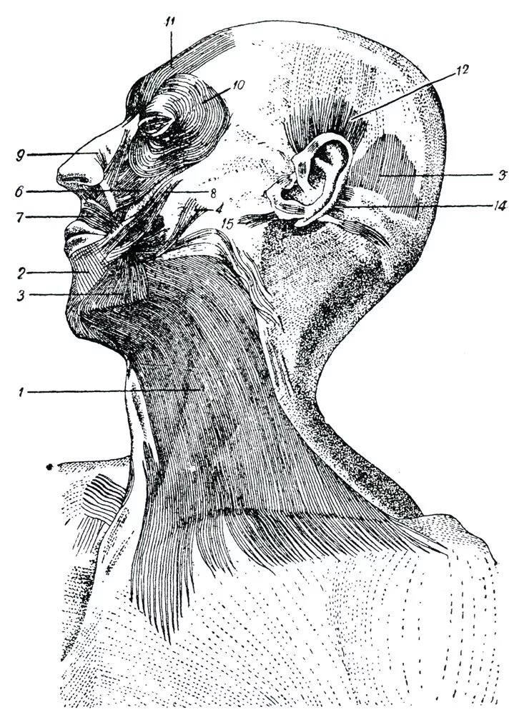 Corrugator supercilii и m. Иннервация мышц свода черепа. Мышцы окружающие глазную щель. Мышцы окружающие глазную щель. Corrugator supercilii.