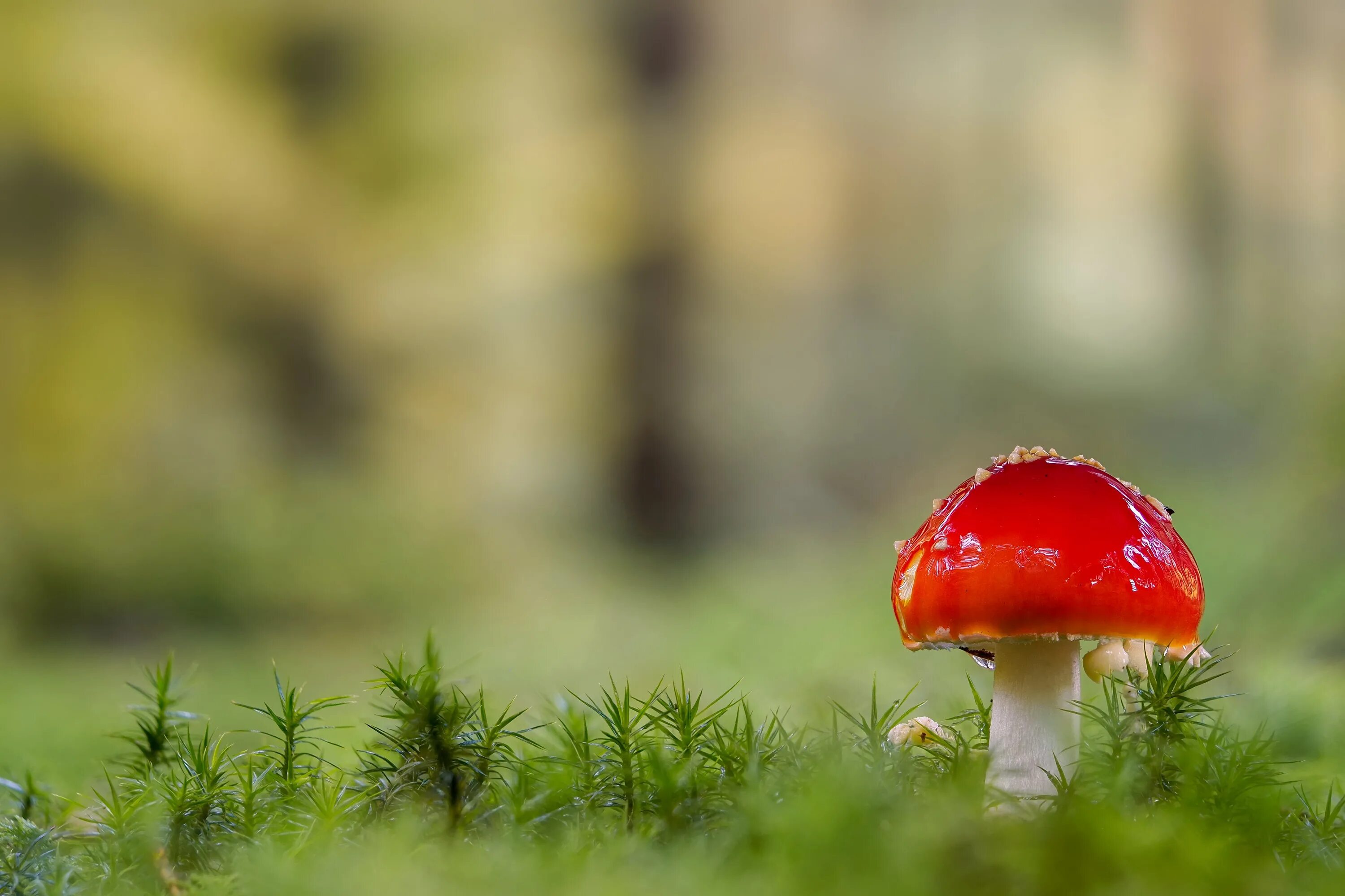 боровик красноголовик. красные грибы в лесу. подосиновик красный. мухомор красный. гриб диктиофора.