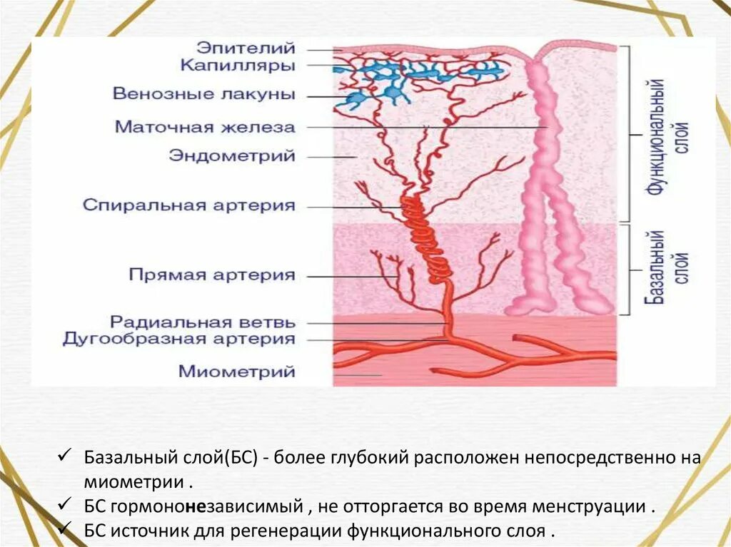 Строение эндометрия. Базальный и функциональный слой эндометрия. Спиральные артерии эндометрия. Спиральные артерии матки. Особенности строения эндометрия.