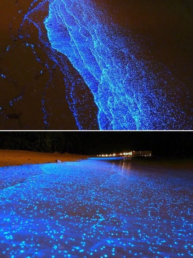 Когда фосфорится море в крыму